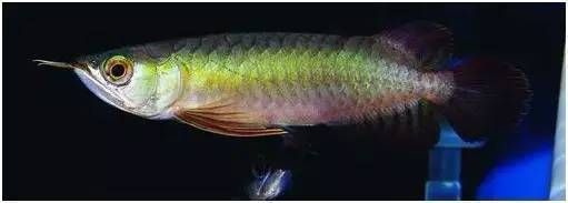 頂級血紅龍魚：最貴的血紅龍魚曾拍出400萬高價，價格差異性主要取決于品種
