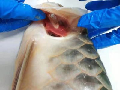 龍魚腸炎的治療方法：治療龍魚腸炎時可用的藥物及其使用方法