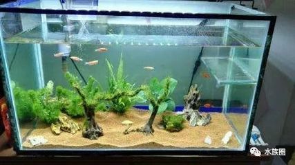 魚缸內生態系統：魚缸內生態系統是一個復雜而精細的系統