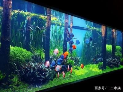 魚缸內生態系統：魚缸內生態系統是一個復雜而精細的系統