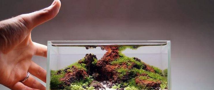 魚缸內生態系統：魚缸內生態系統是一個復雜而精細的系統