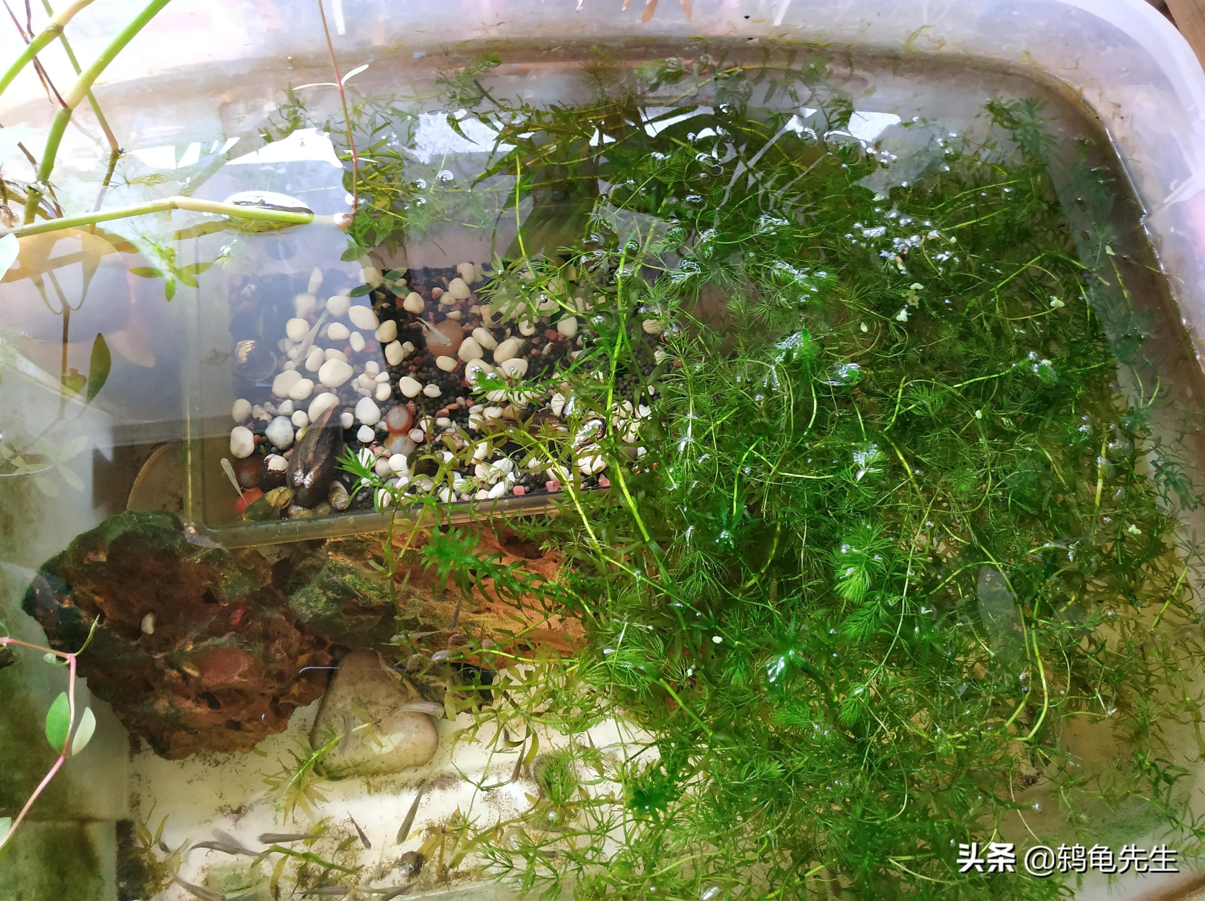 魚缸內生態系統：魚缸內生態系統是一個復雜而精細的系統