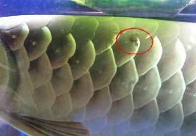 龍魚有蛋了是什么癥狀：龍魚產蛋的一些具體癥狀