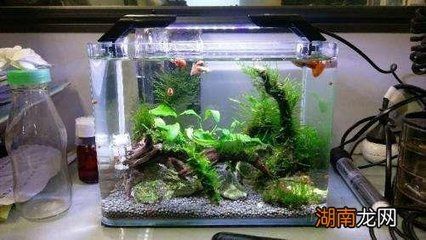 為什么大魚缸不適合養蝦：為什么公司在購買大魚缸后可能不適合養蝦大魚缸水質養蝦