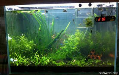 魚缸長苔蘚正常嗎？：海魚缸長苔蘚正常嗎青苔在水族生態中的作用