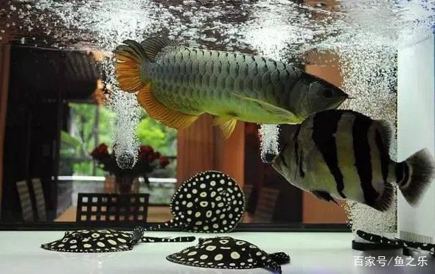 金龍魚用多大的缸養（金龍魚魚缸尺寸對于金龍魚的健康和生長至關重要）