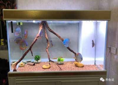 地圖魚的飼養技巧：地圖魚在魚缸上健康護理觀賞魚的健康護理觀賞魚的原因