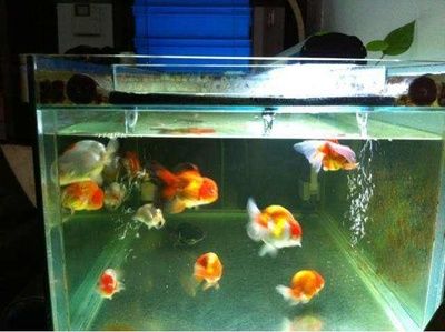 風水魚魚缸尺寸的選擇：關于風水魚魚缸尺寸的一些建議
