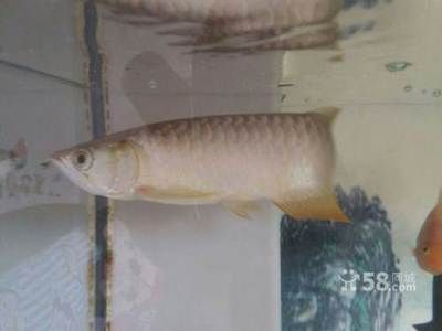 龍魚一切正常就是不上最上面游（為什么龍魚不上最上面游）