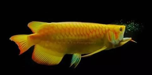 龍魚一切正常就是不上最上面游（為什么龍魚不上最上面游）