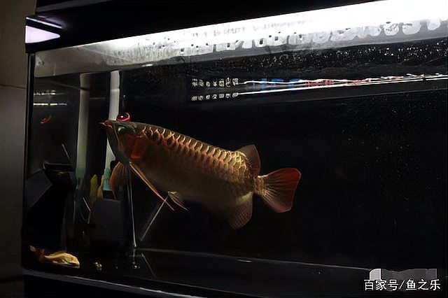 紅龍魚喂食什么最好呢圖片