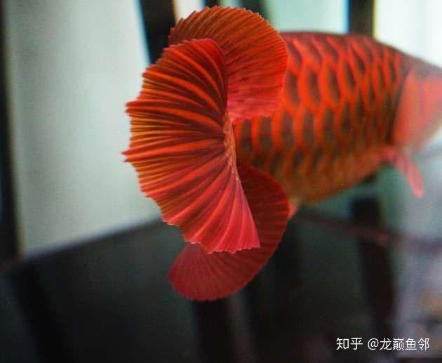 紅龍魚喂食什么最好呢圖片