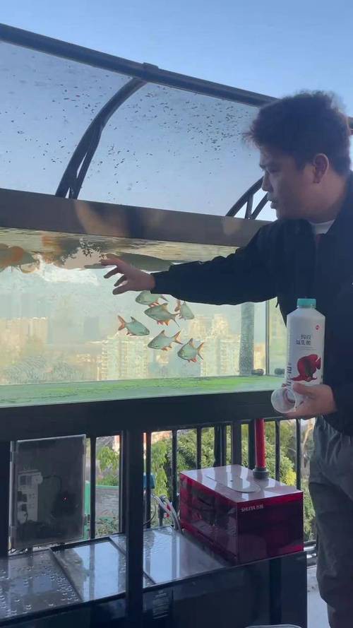 紅龍魚喂食什么最好呢圖片