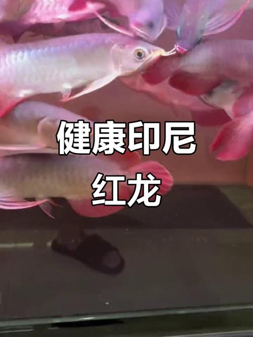 紅龍魚喂食什么最好呢圖片