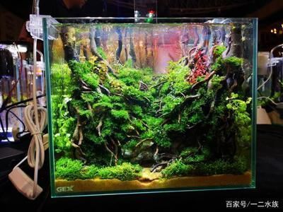魚(yú)缸水草布局設(shè)計(jì)技巧：魚(yú)缸水草布局設(shè)計(jì)技巧提高魚(yú)缸觀賞性和生態(tài)平衡的關(guān)鍵