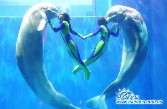 魚缸里的魚寫話：關(guān)于魚缸里的魚