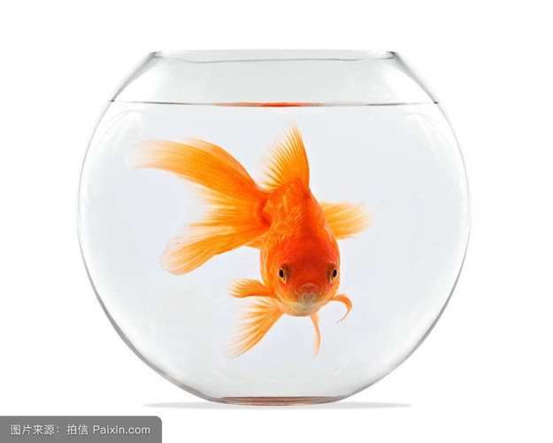 魚缸里的魚寫話：關(guān)于魚缸里的魚