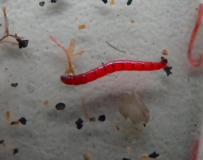 紅蟲喂龍魚（紅蟲喂龍魚的好處）