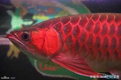 紅龍魚配什么魚 好養（養紅龍魚配什么魚好）