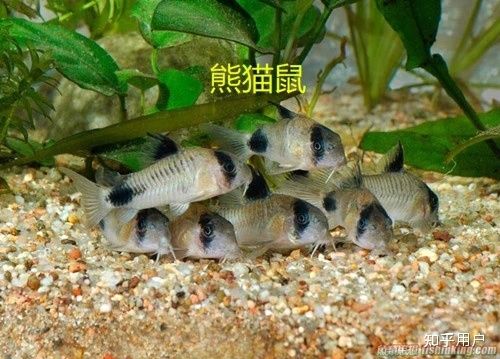 魚缸底層魚養什么魚：如何選擇合適的底層魚