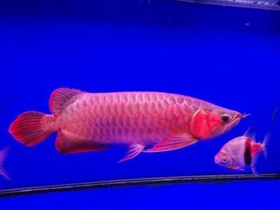 龍魚哪種便宜一些呢，銀龍魚、星點龍魚、青龍魚和黑龍魚的價格較為親民的品種