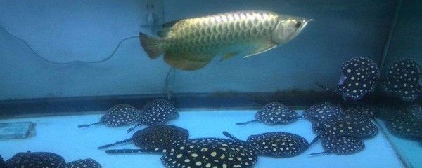 龍魚哪種便宜一些呢，銀龍魚、星點龍魚、青龍魚和黑龍魚的價格較為親民的品種