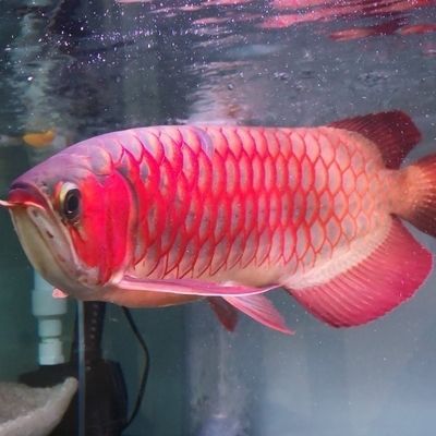 龍魚狀態不好可以開燈嗎為什么會死呢：在龍魚狀態不佳的情況下，是否可以開燈或關燈的行為