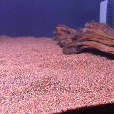 魚缸底砂的選擇：關(guān)于魚缸底砂的問題