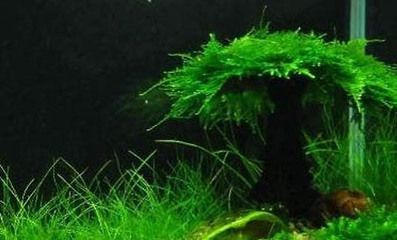 自制魚缸的創意設計想要打造一個既美觀又實用的海鮮魚缸嗎：海鮮魚缸怎么做好看看視頻