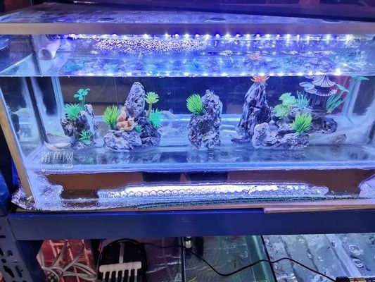 固始縣魚(yú)缸價(jià)格：信陽(yáng)固始縣水族文化探秘固始縣水族文化探秘固始縣水族文化探秘
