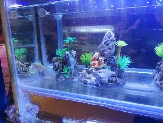 固始縣魚缸價格：信陽固始縣水族文化探秘固始縣水族文化探秘固始縣水族文化探秘