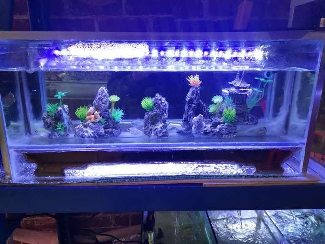 固始縣魚(yú)缸價(jià)格：信陽(yáng)固始縣水族文化探秘固始縣水族文化探秘固始縣水族文化探秘