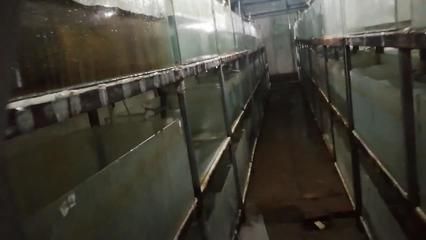 魚缸里有銹跡斑斑：魚缸褐藻過多如何根除，魚缸水質改善的有效方法