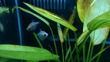 魚缸里有銹跡斑斑：魚缸褐藻過多如何根除，魚缸水質改善的有效方法