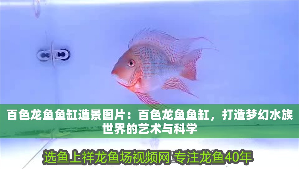 百色龍魚魚缸造景圖片：百色龍魚魚缸，打造夢幻水族世界的藝術與科學