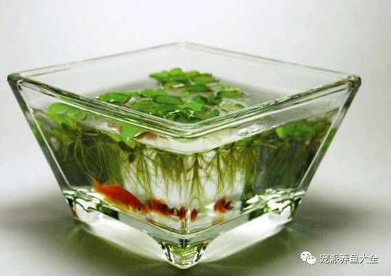 魚缸長(zhǎng)時(shí)間使用后，蓋子上可能會(huì)形成水垢，影響美觀：清除魚缸蓋子水垢的方法