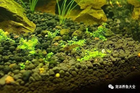 魚缸長(zhǎng)時(shí)間使用后，蓋子上可能會(huì)形成水垢，影響美觀：清除魚缸蓋子水垢的方法