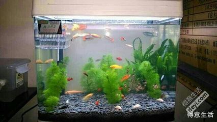 魚缸過濾棉多久換一次：魚缸過濾棉更換周期，魚缸過濾棉清洗技巧