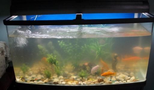 魚缸過濾棉多久換一次：魚缸過濾棉更換周期，魚缸過濾棉清洗技巧