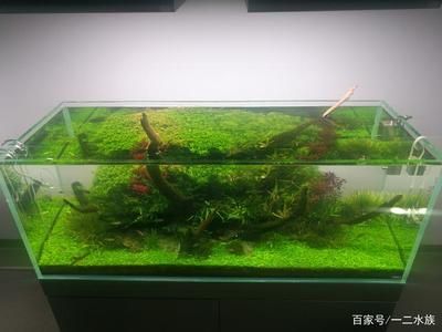 魚缸造景師的職業(yè)發(fā)展路徑水族造景師的職業(yè)發(fā)展路徑：水族造景師的職業(yè)發(fā)展路徑