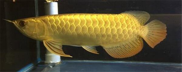 金龍魚和帝王三間混養(yǎng)好嗎，金龍魚和帝王三間可以一起混養(yǎng)嗎？