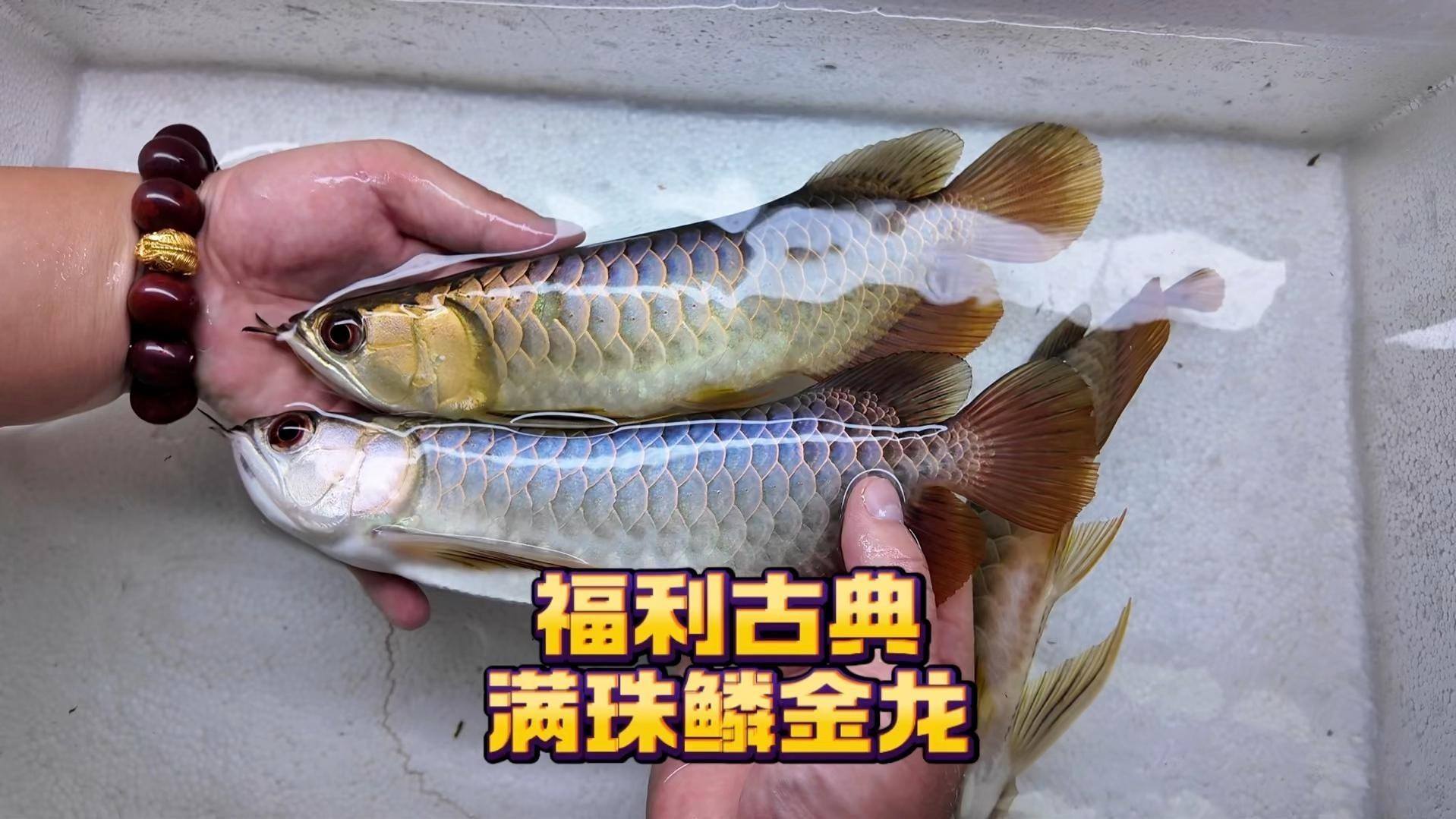 如何辨別古典藍過背金龍魚的品質？