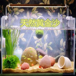 狗頭魚魚缸背景顏色的選擇：狗頭魚的飼養技巧