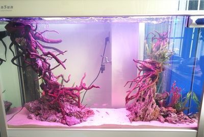 樂佳魚缸怎么樣：“樂佳魚缸怎么樣”魚缸材質對比評測樂佳魚缸價格范圍