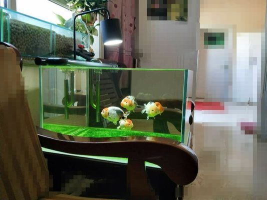 樂佳魚缸怎么樣：“樂佳魚缸怎么樣”魚缸材質對比評測樂佳魚缸價格范圍