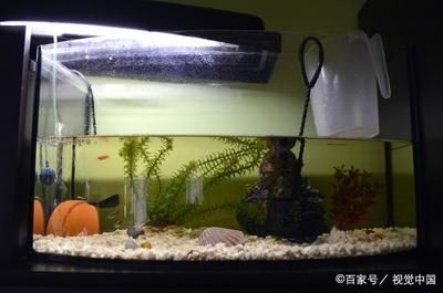 魚缸過濾器魚缸清潔誤區在清潔過程中應注意以下幾點：后過濾魚缸如何正確使用