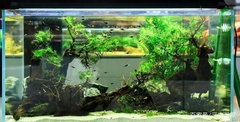 魚缸過濾器魚缸清潔誤區在清潔過程中應注意以下幾點：后過濾魚缸如何正確使用