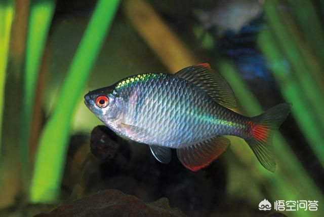 黑魚可以養(yǎng)在魚缸里的，但需要注意水質(zhì)和飼料、飼料、病害防治：黑魚可以養(yǎng)在魚缸里嗎？ 黑魚可以養(yǎng)在魚缸里的，但需要注意水質(zhì)和飼料、飼料、病害防治：黑魚可以養(yǎng)在魚缸里嗎？ 魚缸百科 第3張