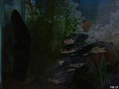 黑魚可以養(yǎng)在魚缸里的，但需要注意水質(zhì)和飼料、飼料、病害防治：黑魚可以養(yǎng)在魚缸里嗎？ 黑魚可以養(yǎng)在魚缸里的，但需要注意水質(zhì)和飼料、飼料、病害防治：黑魚可以養(yǎng)在魚缸里嗎？ 魚缸百科 第2張