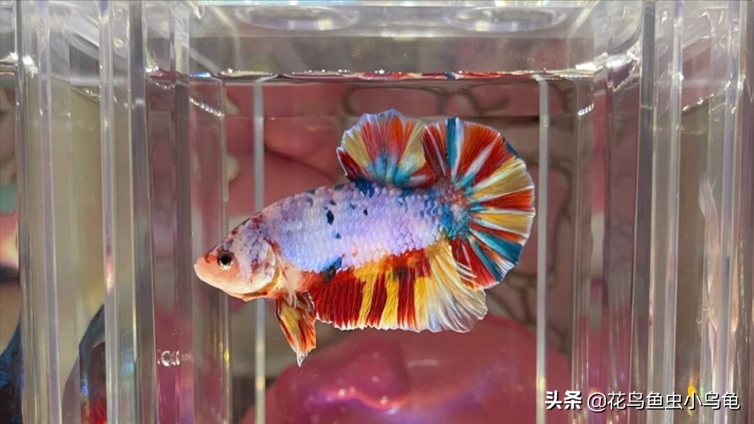 黑魚可以養(yǎng)在魚缸里的，但需要注意水質(zhì)和飼料、飼料、病害防治：黑魚可以養(yǎng)在魚缸里嗎？ 黑魚可以養(yǎng)在魚缸里的，但需要注意水質(zhì)和飼料、飼料、病害防治：黑魚可以養(yǎng)在魚缸里嗎？ 魚缸百科 第1張